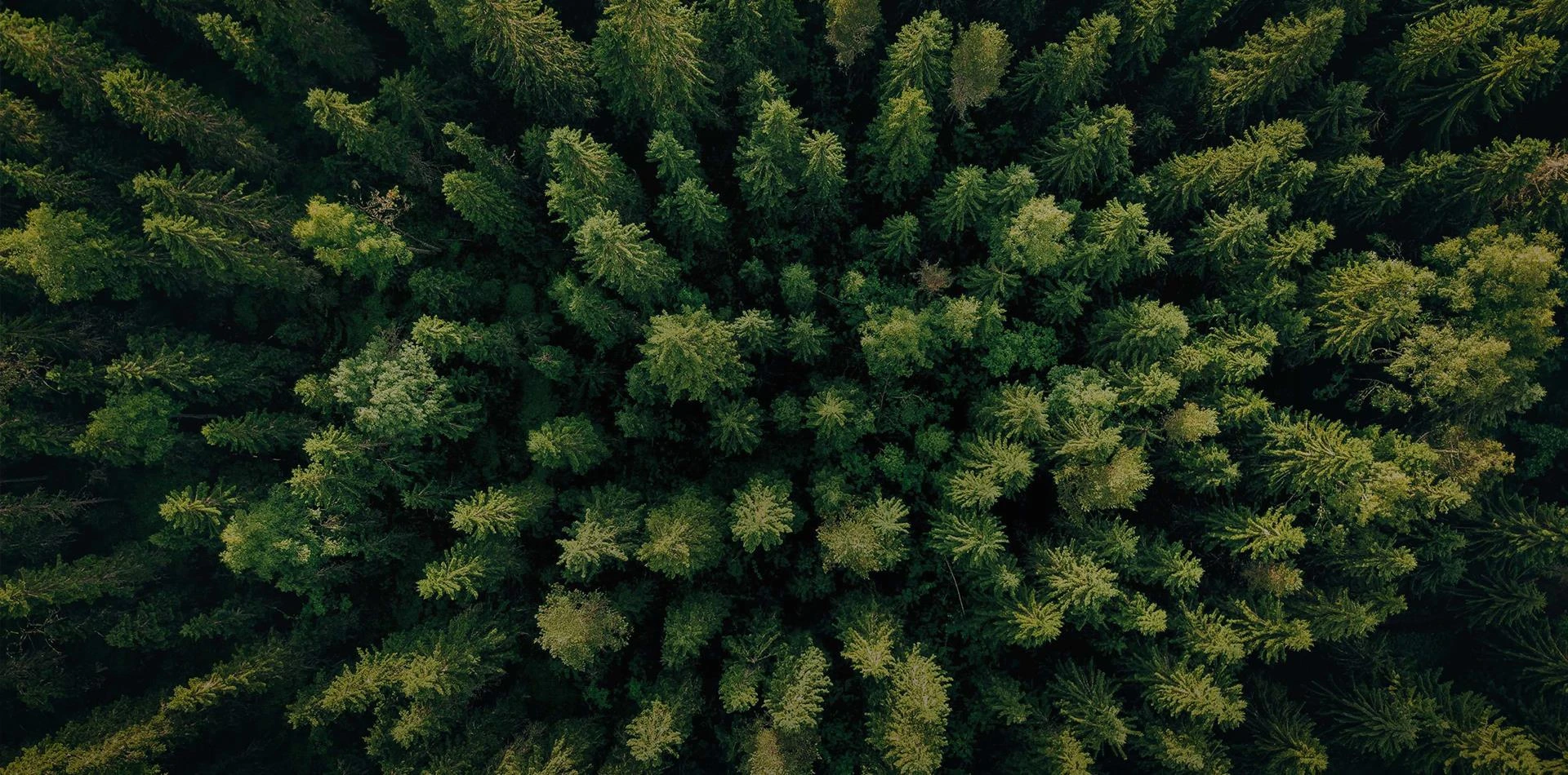 坚持走生态优先、绿色低碳的发展道路